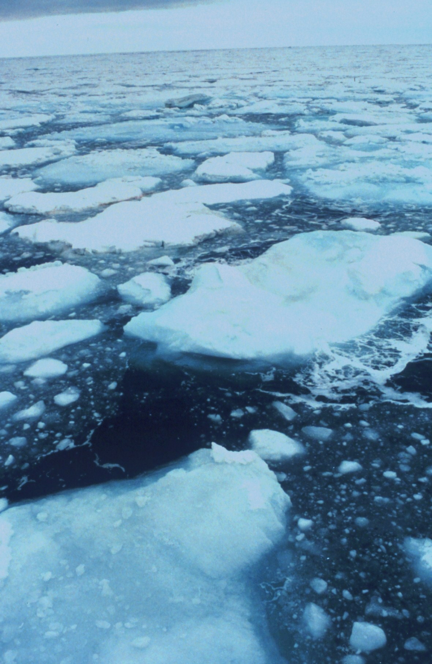 Ice floes in the northern Bering Sea