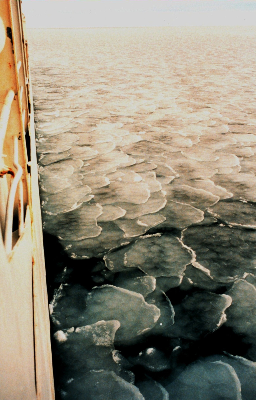 Pancake ice in the Bering Sea