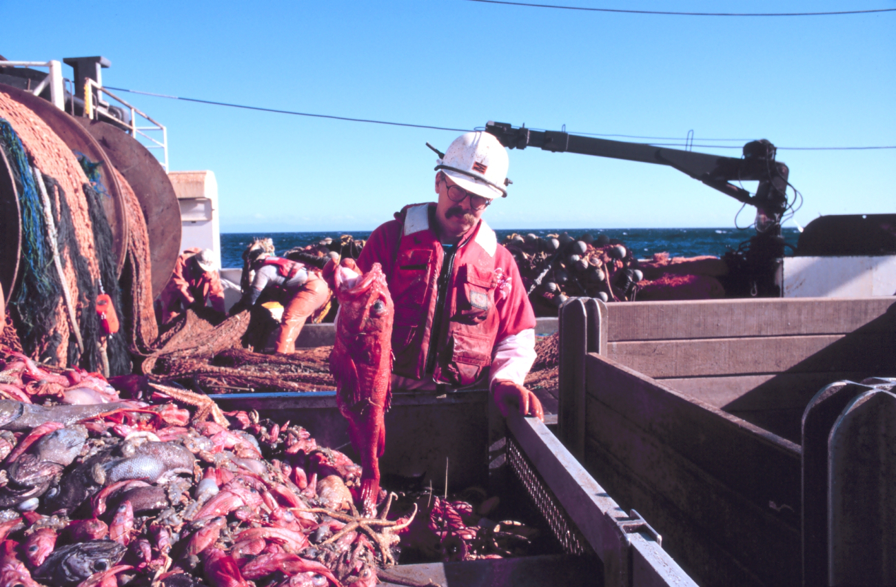 Scientist sorting the catch after being dumped in the checker from the cod endof the trawl