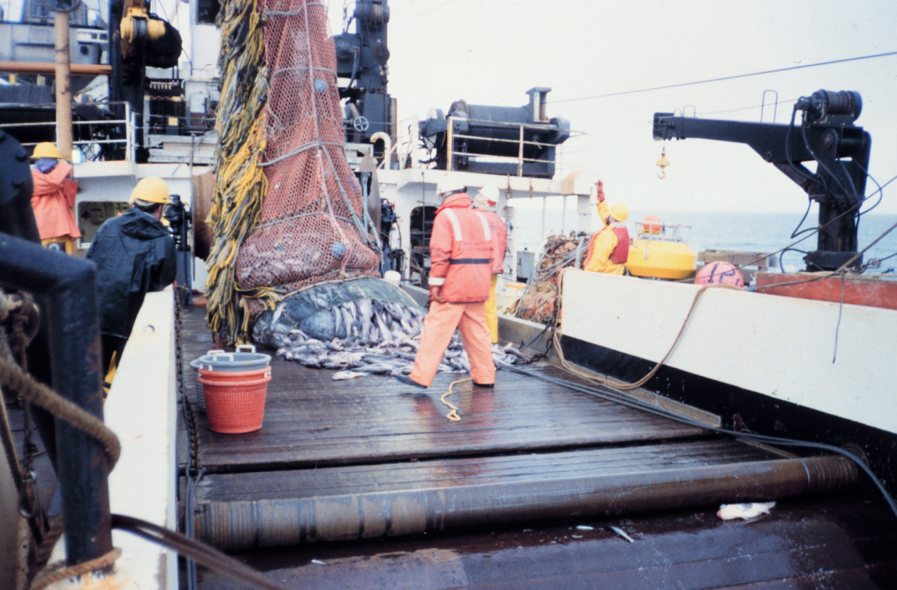 Emptying cod end of trawl on deck to ready catch for sorting and sampling