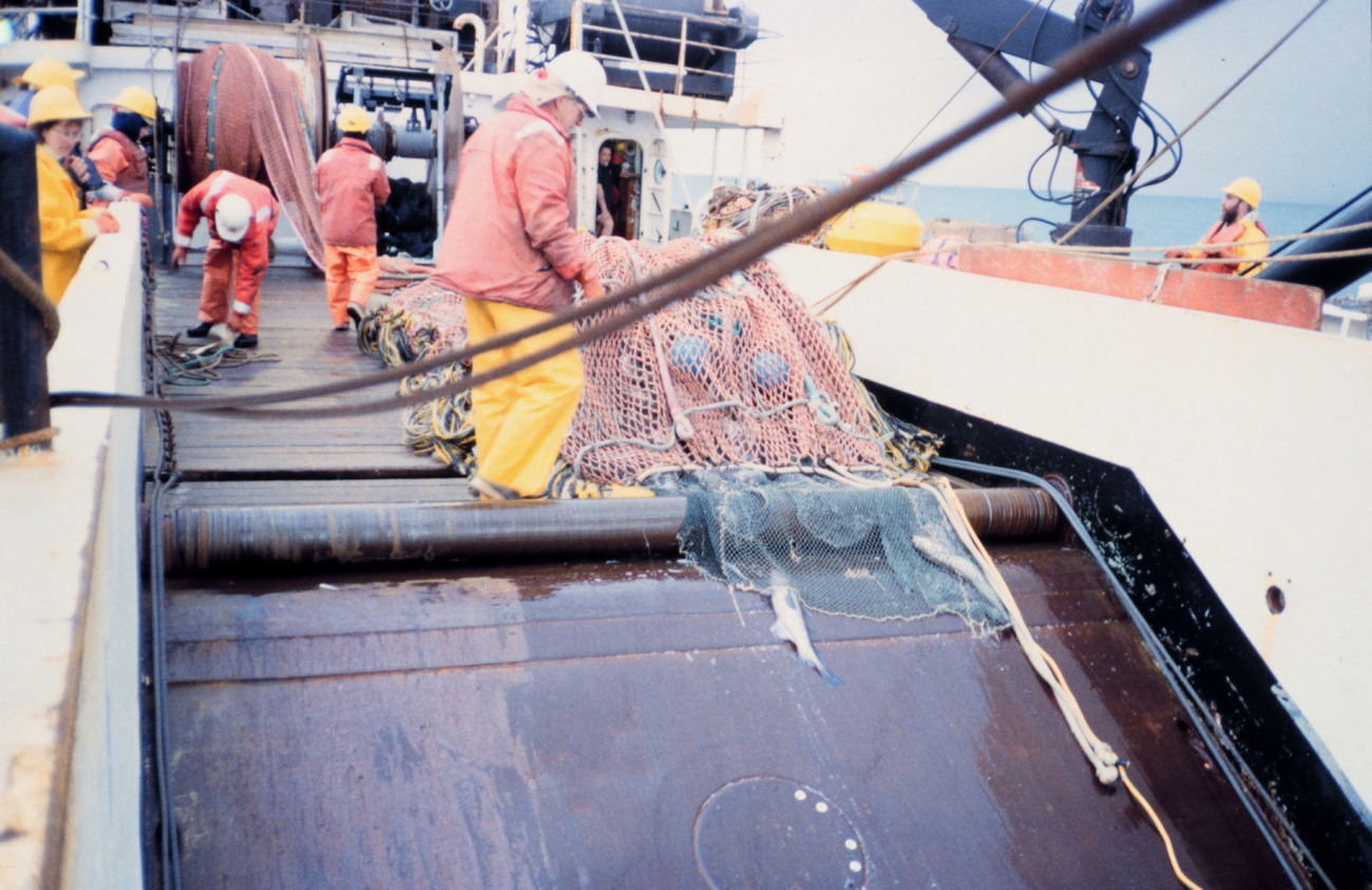 Cod end of net on deck after trawl