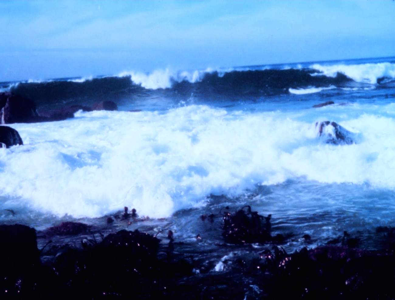 Surf breaking over the rocks and kelpbeds at Point Pinos, Monterey area