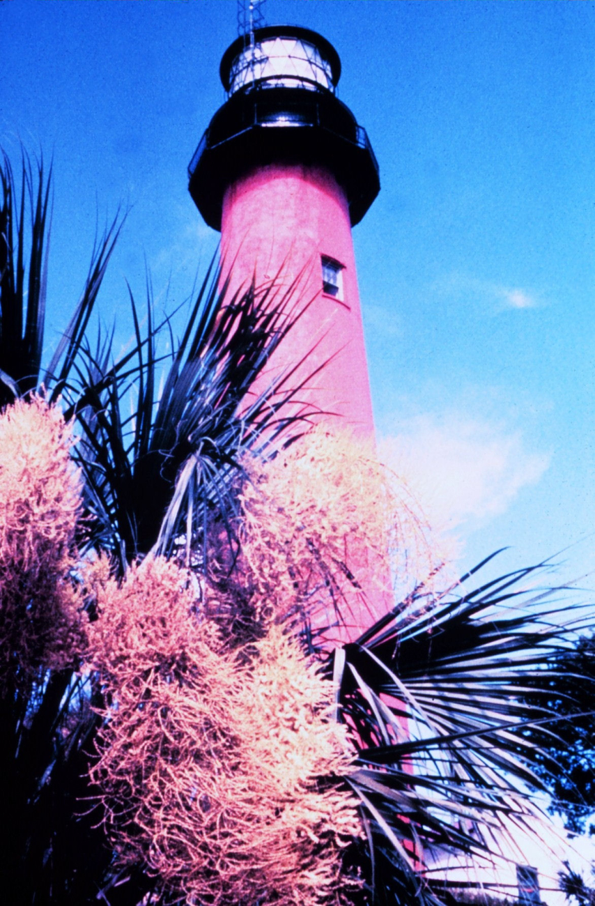 Lighthouse and palmetto