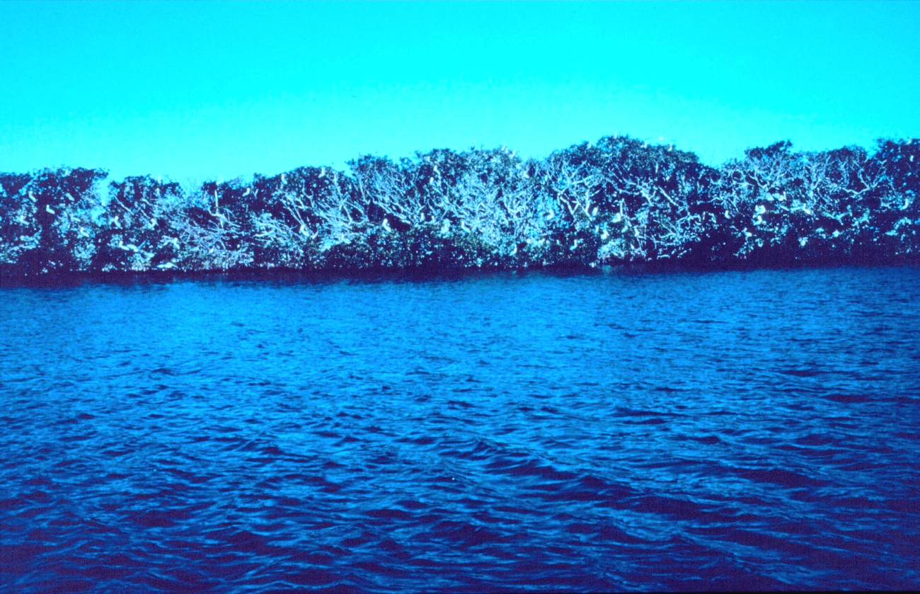 A mangrove shoreline