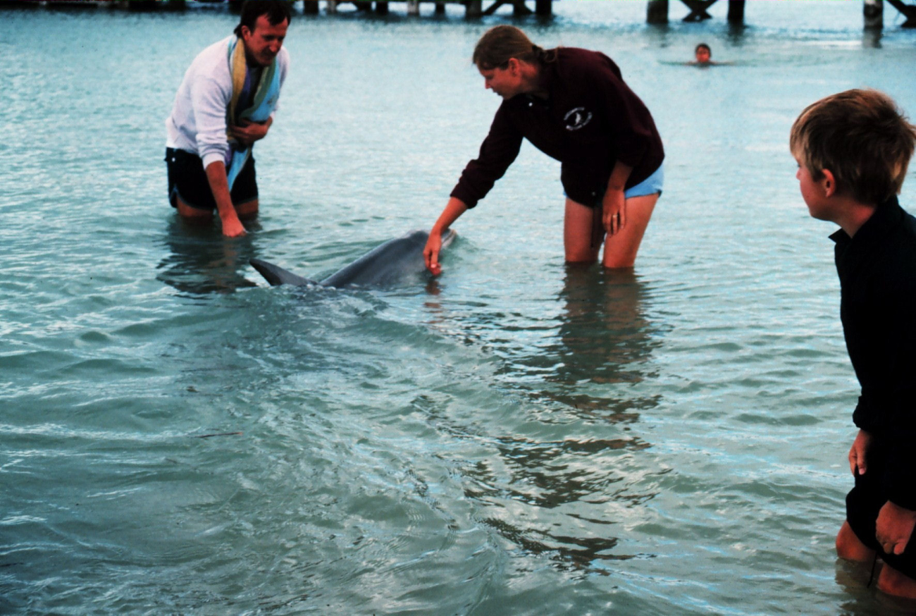 The O'Clock family cavorting with the dolphins at Monkey Mia near Shark Bay