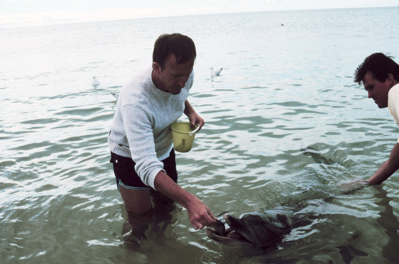 Commander Bill O'Clock feeding the dolphin at Monkey Mia near Shark Bay