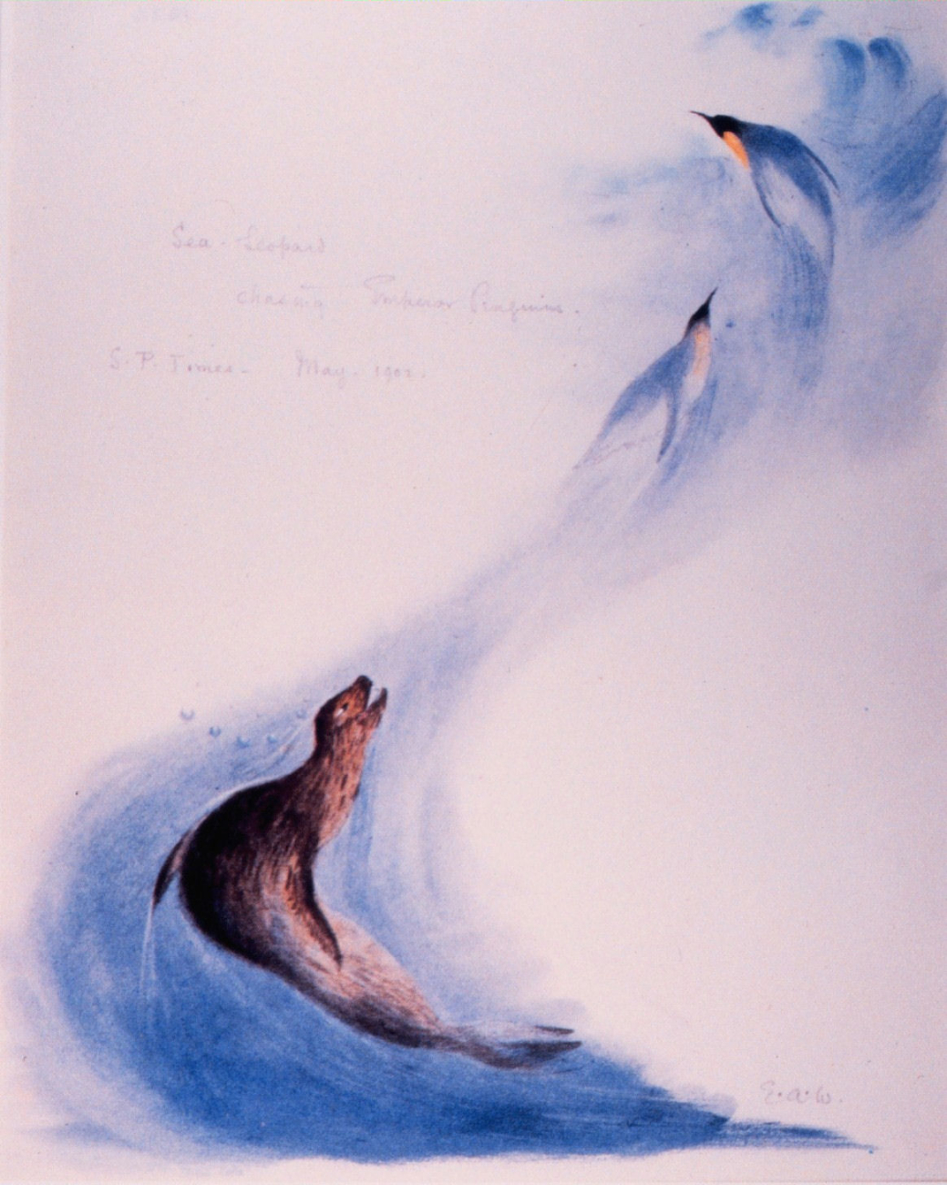 Water color by Edward Wilson of leopard seal pursuing penguins