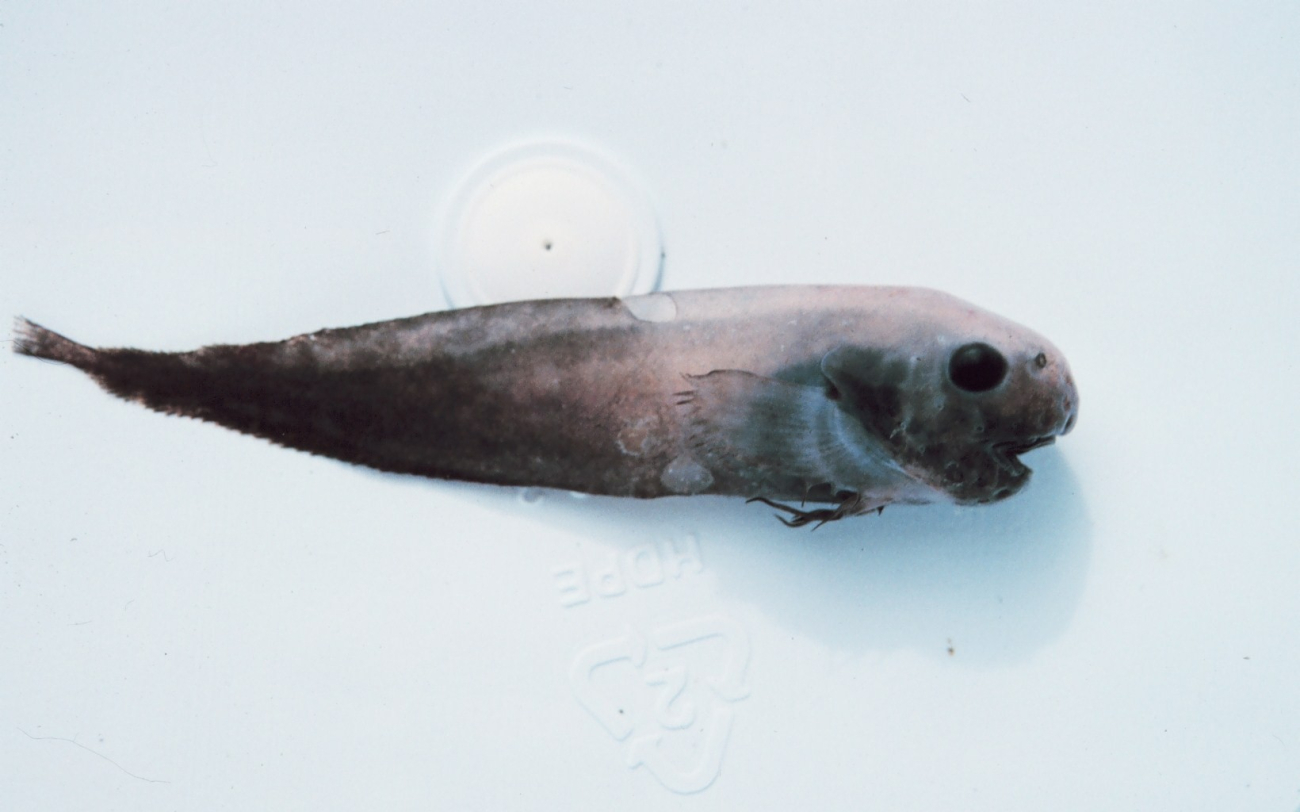 A new species of snail fish discovered by Joe Eastman