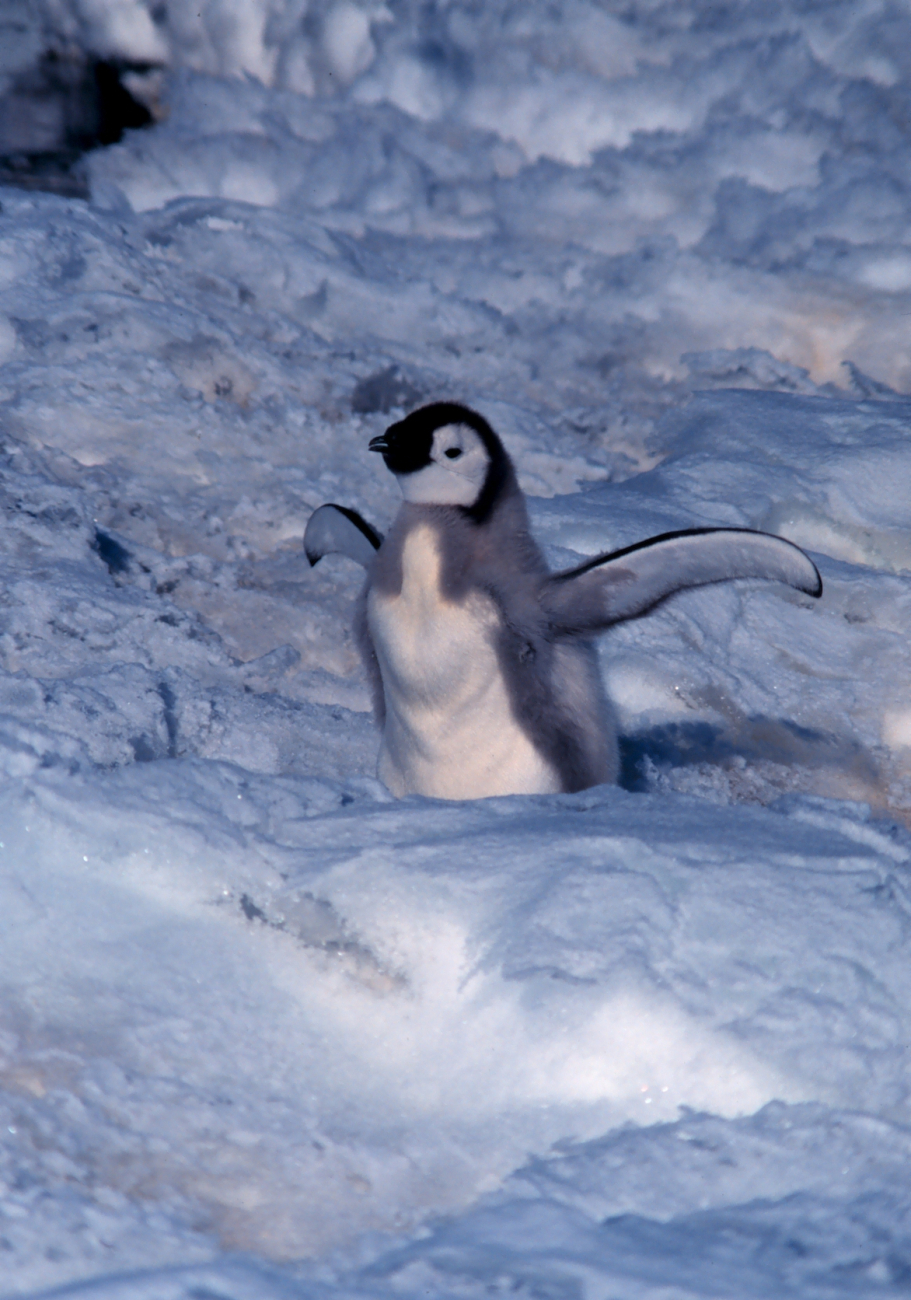 Emperor penguin chick at Cape Washington