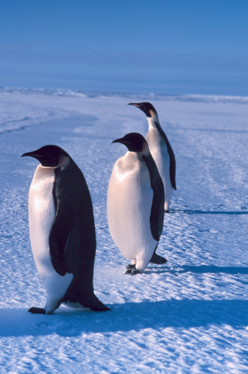 Emperor penguins in the Southwest Ross Sea