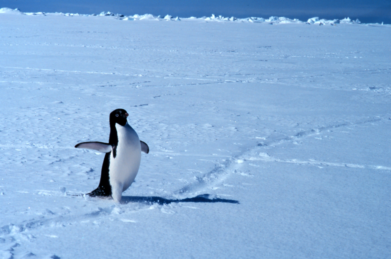 Adelie penguin on ice in Ross Sea