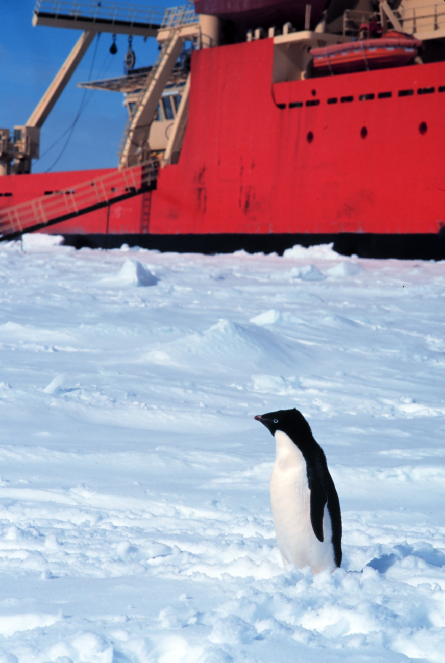 Adelie penguin posing in front of the National Science FoundationResearch Ice Breaker NATHANIEL B
