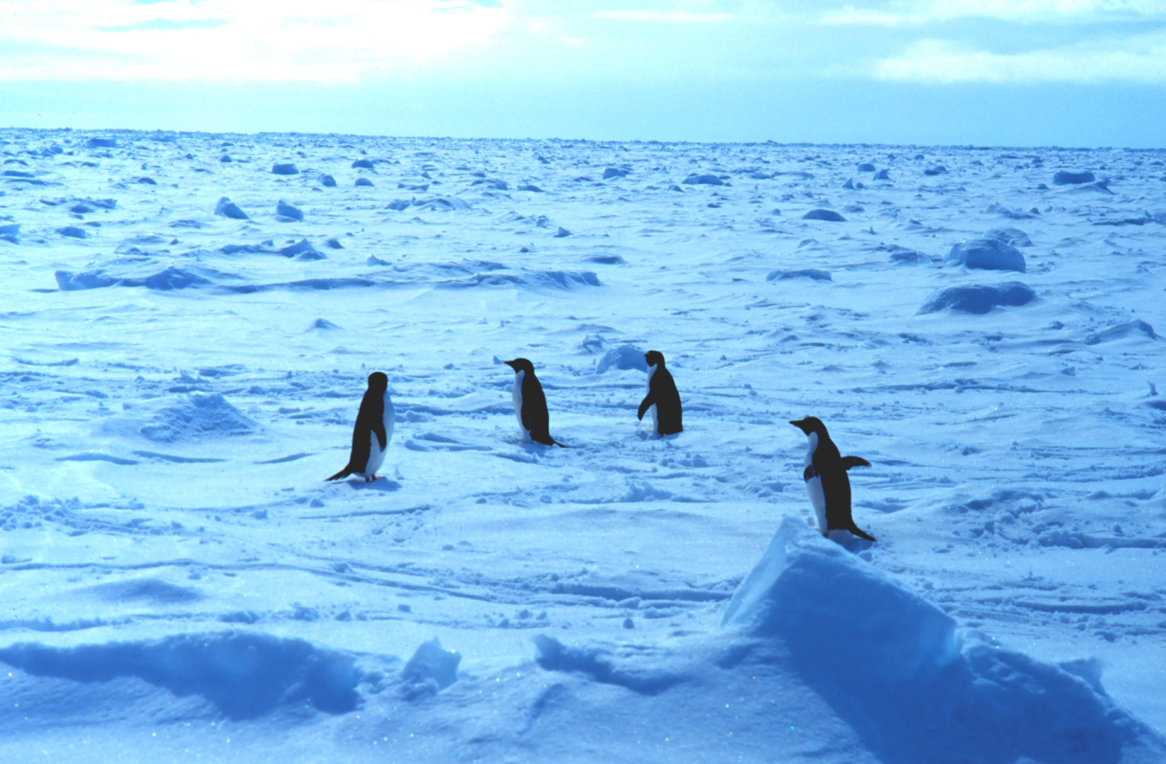 Adelie penguins walking on sea ice in the Ross Sea