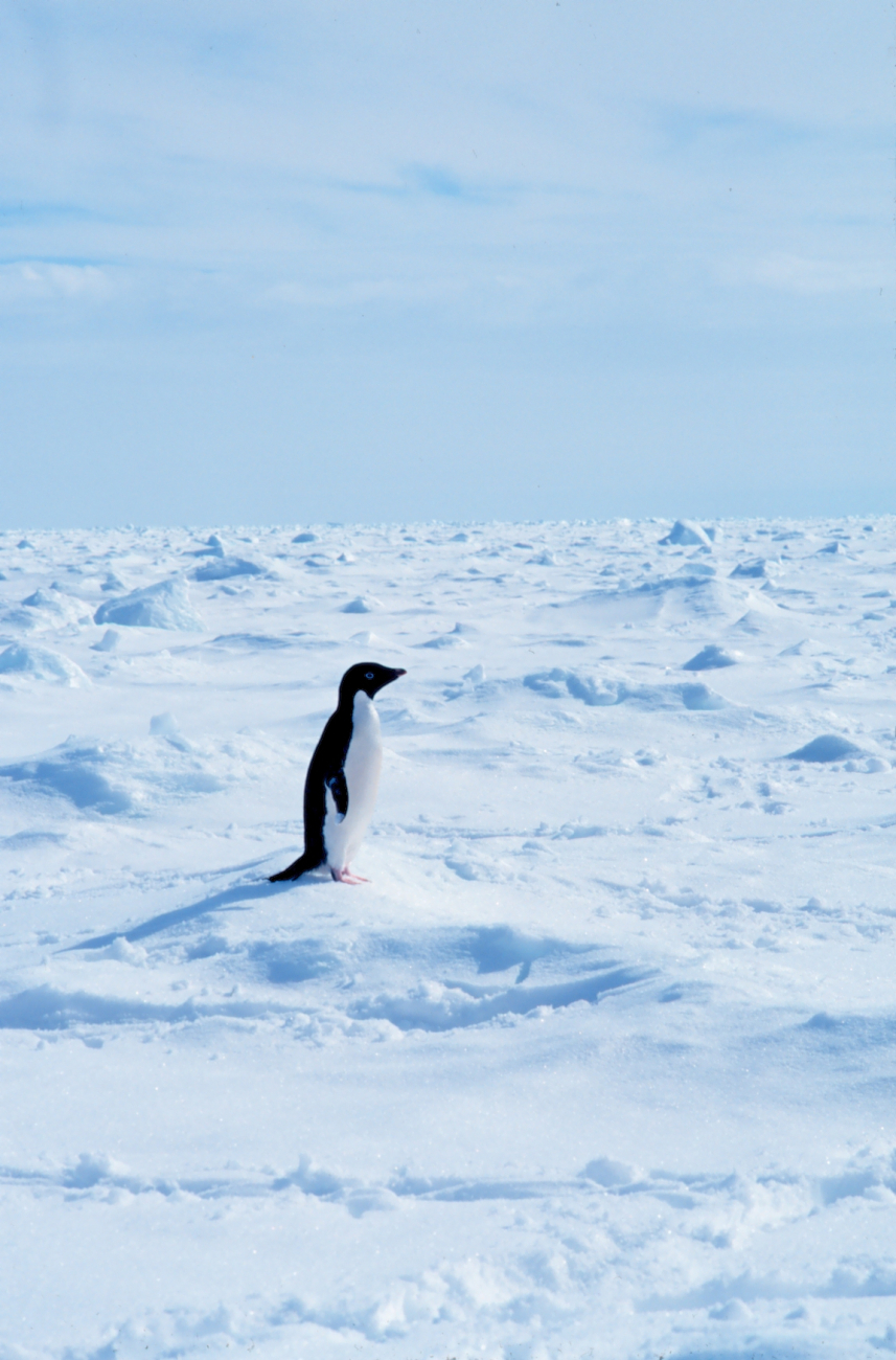 Adelie penguins walking on sea ice in the Ross Sea