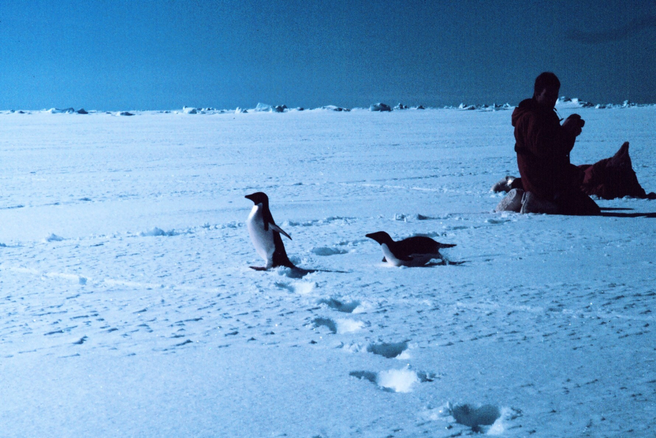 Scientists photographing Adelie penguins