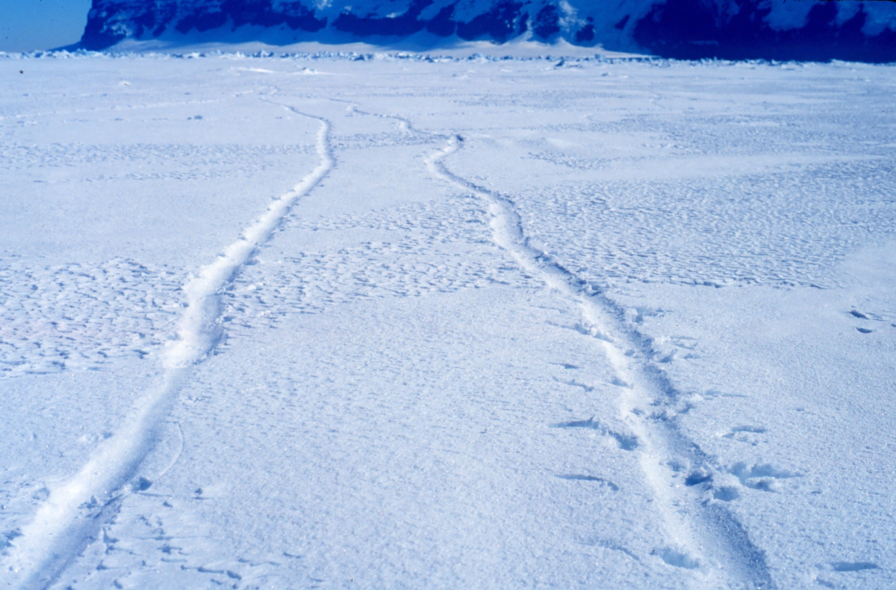 What caused these tracks? Tobogganing penguins