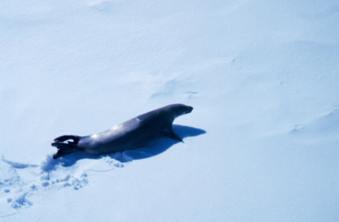 Seal on the sea ice