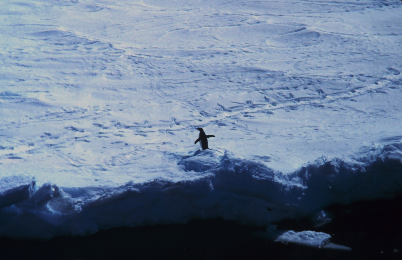Adelie penguin on the sea ice