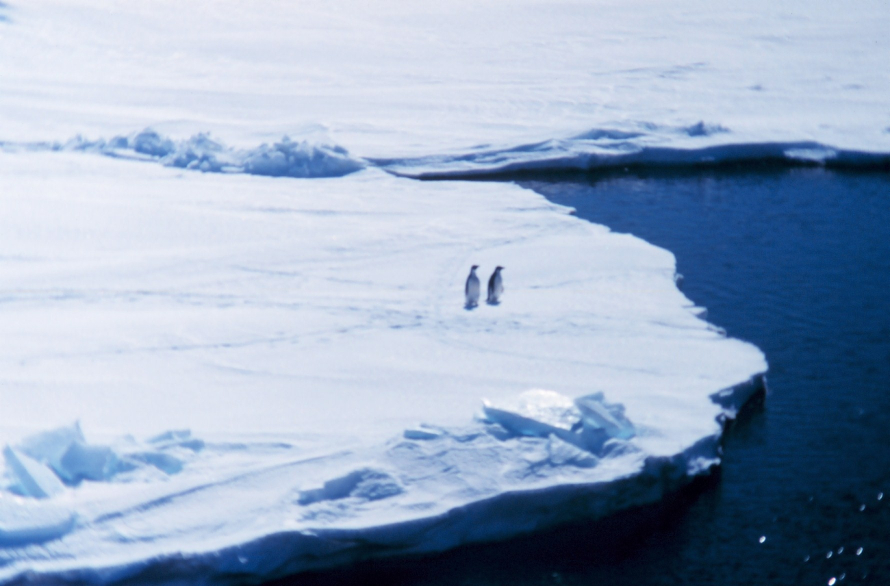 Penguins on sea ice