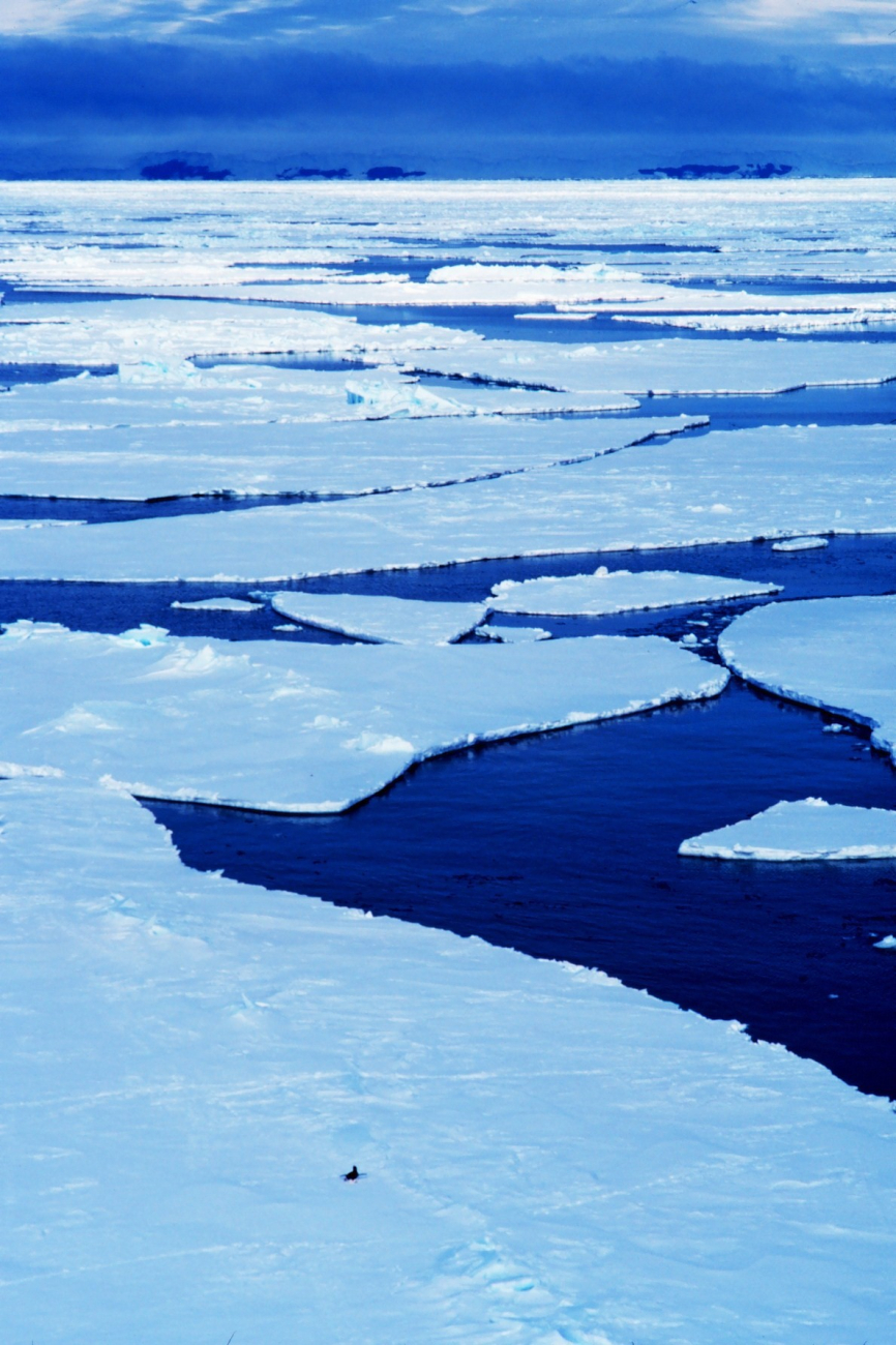 First year sea ice in the Ross Sea