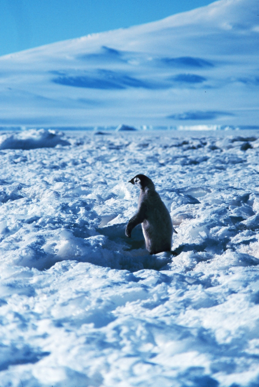 Emperor penguin chick at Cape Washington in the Ross Sea