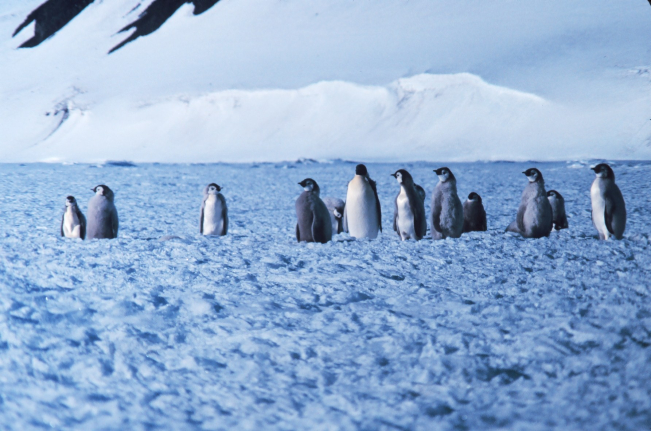 Emperor penguin colony at Cape Washington in the Ross Sea