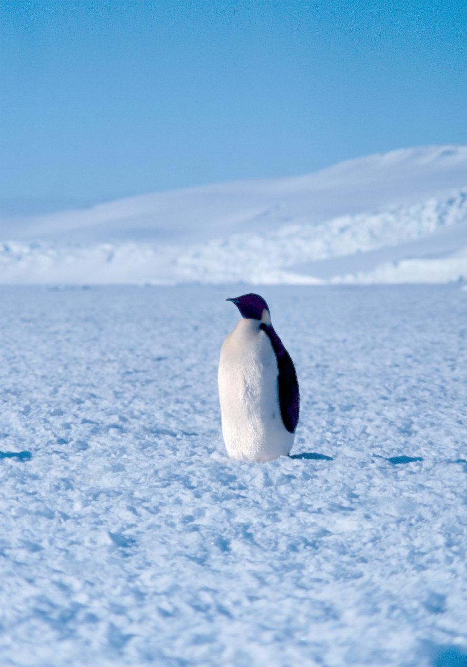 Emperor penguin at Cape Washington in the Ross Sea