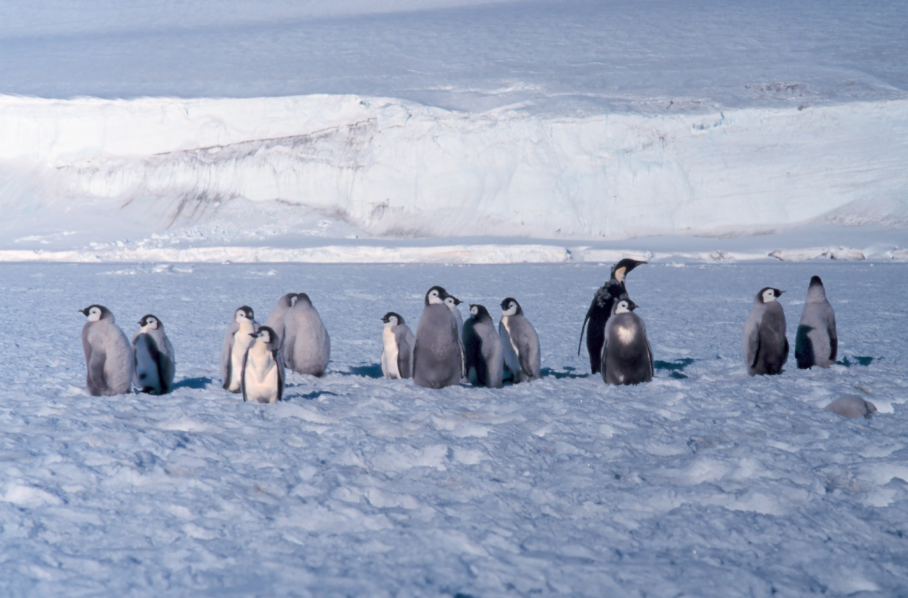 Emperor penguin colony at Cape Washington in the Ross Sea