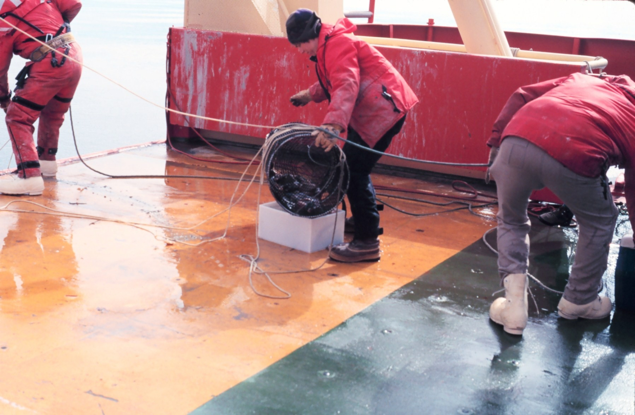 Recovering specimens from a trap set in the Ross Sea