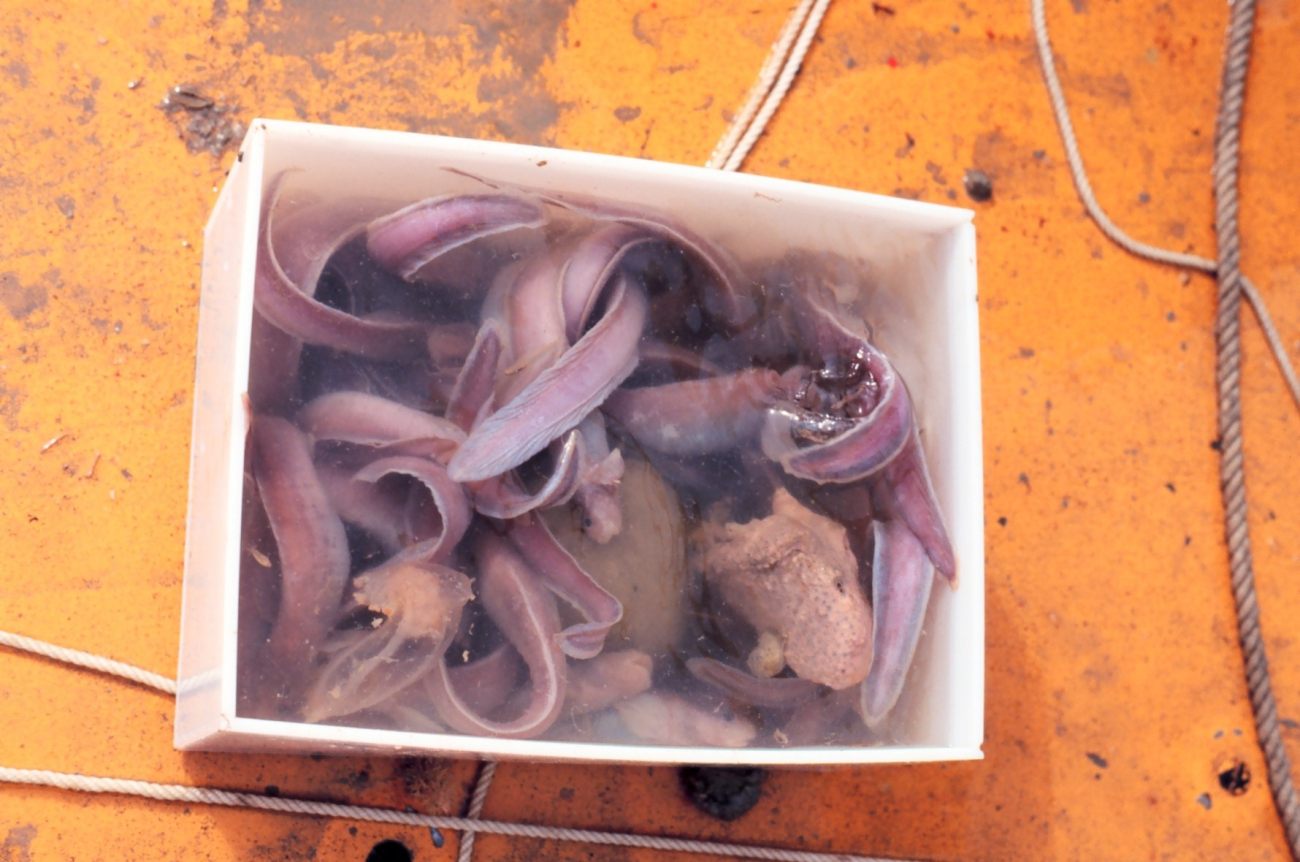 Recovering specimens from a trap set in the Ross Sea