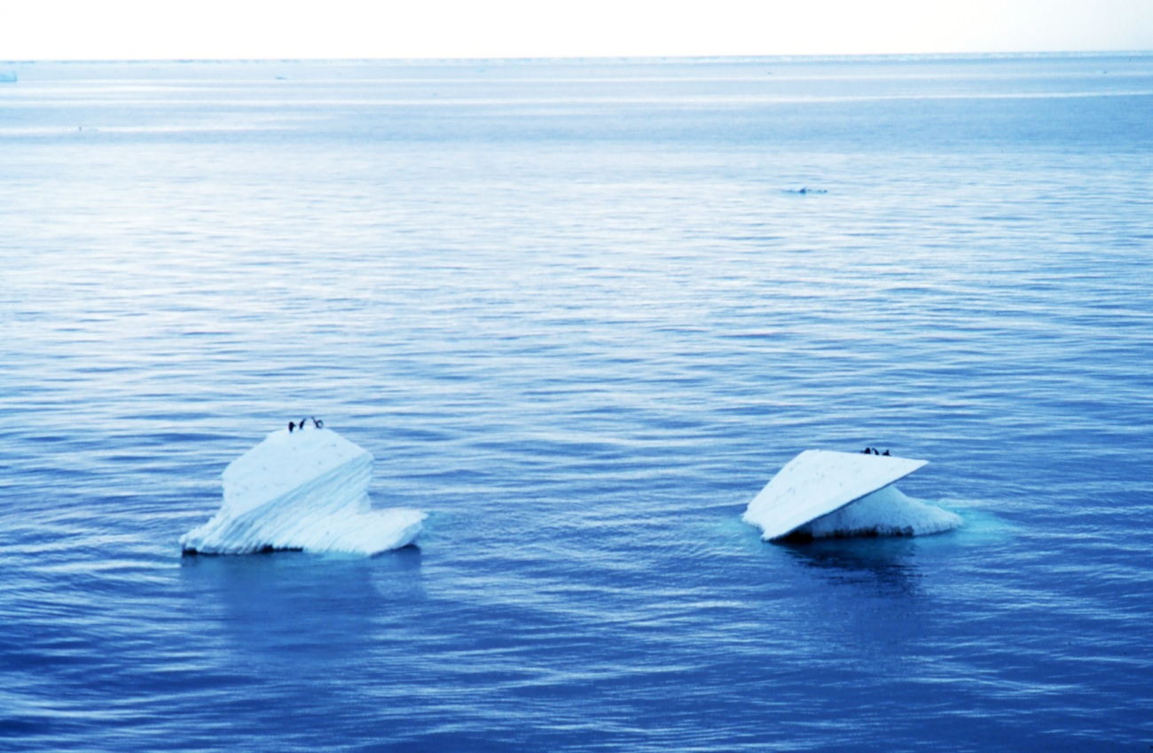 Penguins hitching a ride on a bergy bit drifting in the Ross Sea