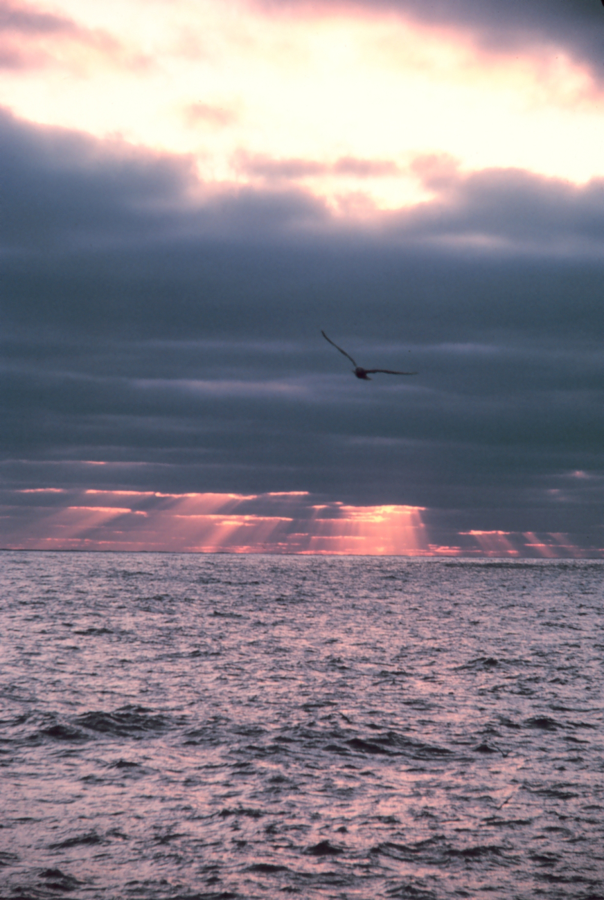 Sunset, seagull and crepuscular rays over the ocean
