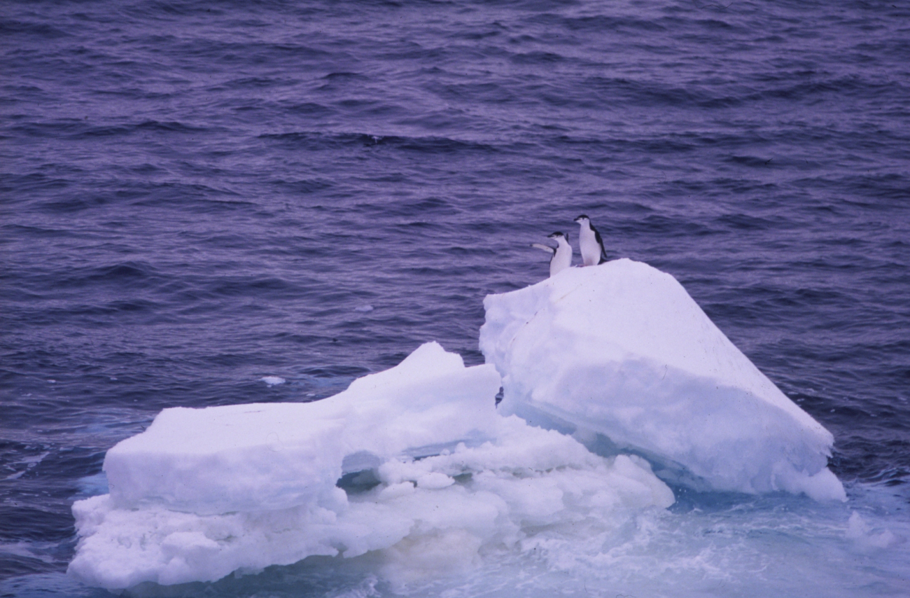 Chinstrap penguins wave to the SURVEYOR as it tracks south to the Southern Ocean
