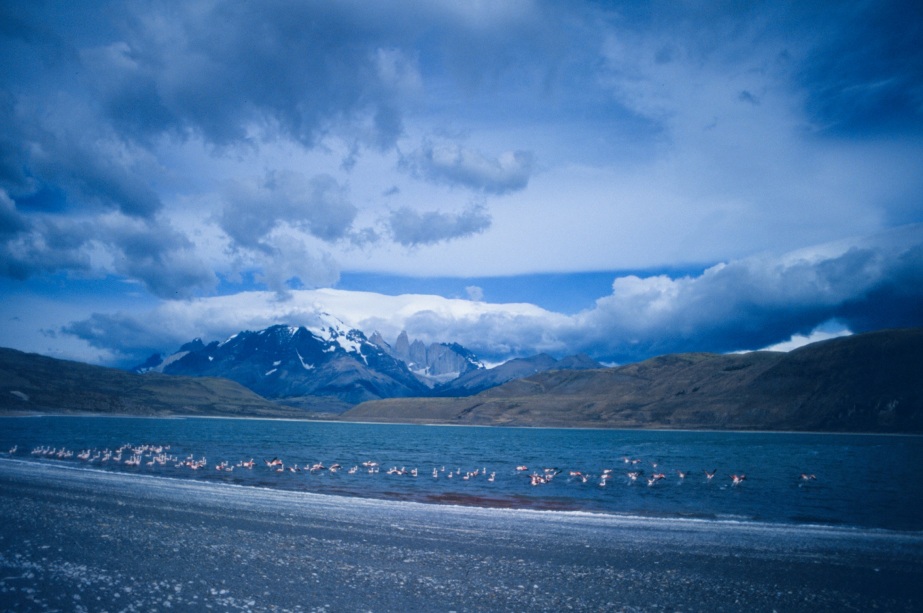 Pink flamingos with Torres del Paine in the background