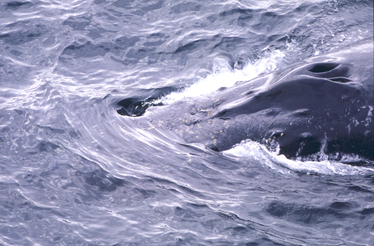 Humpback Whale blow hole