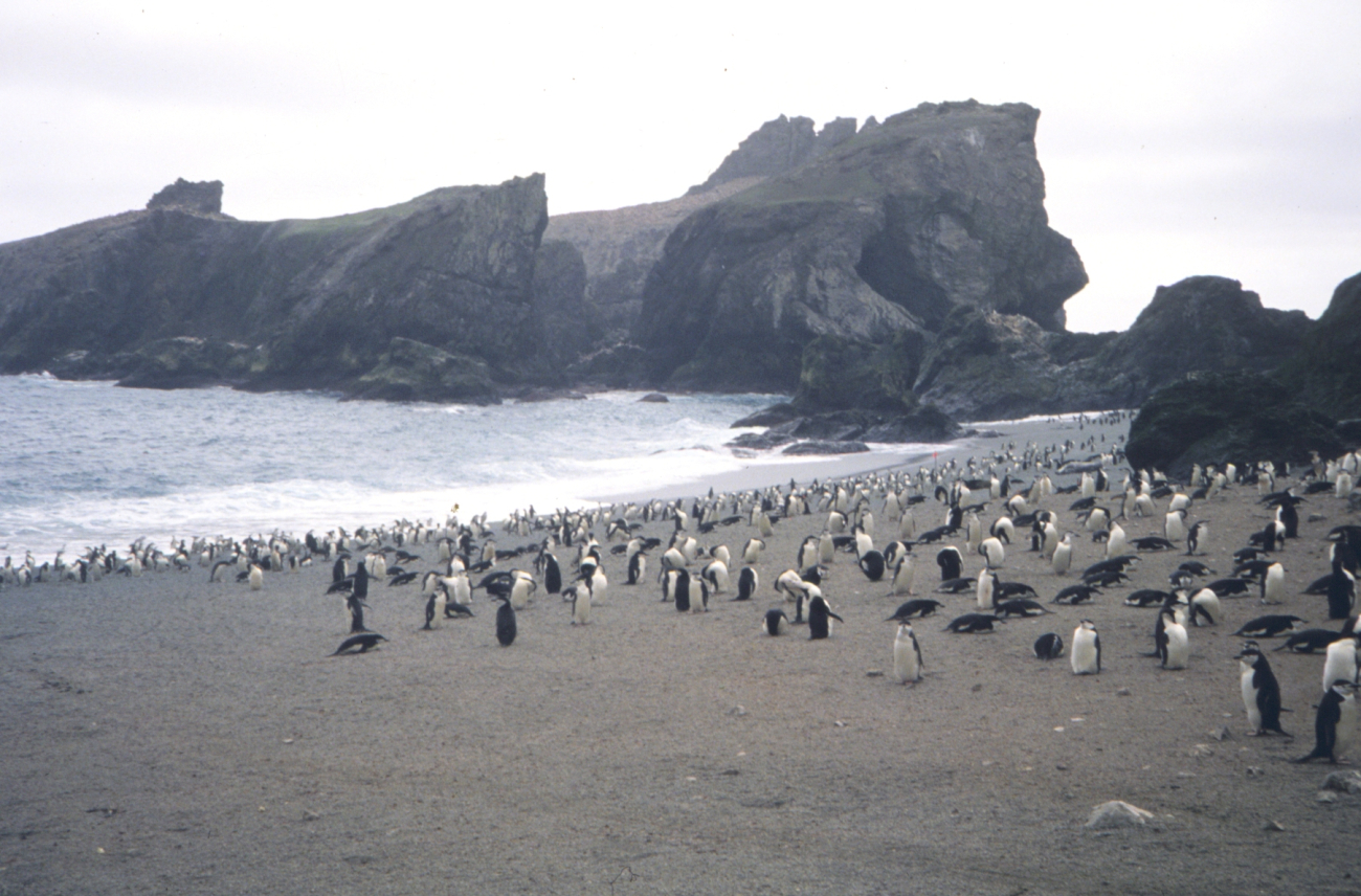 Chin strap penguin rookery