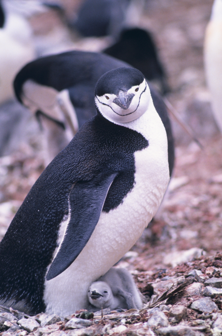 Chinstrap penguin and chick