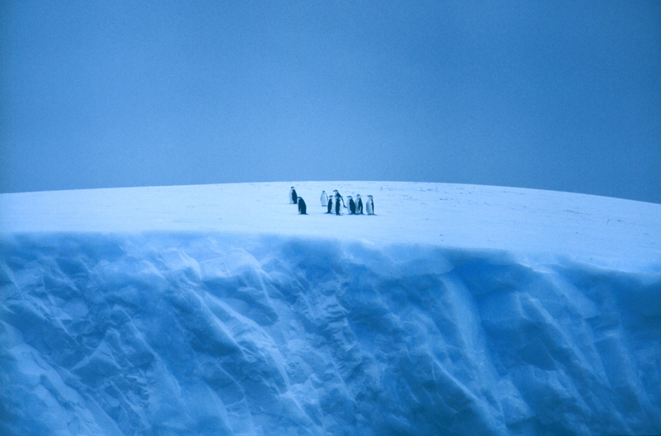 Penguin gathering on top of iceberg