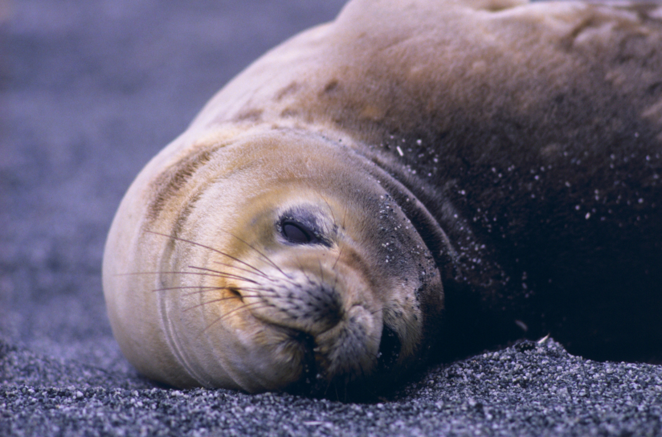 Lazy fur seal