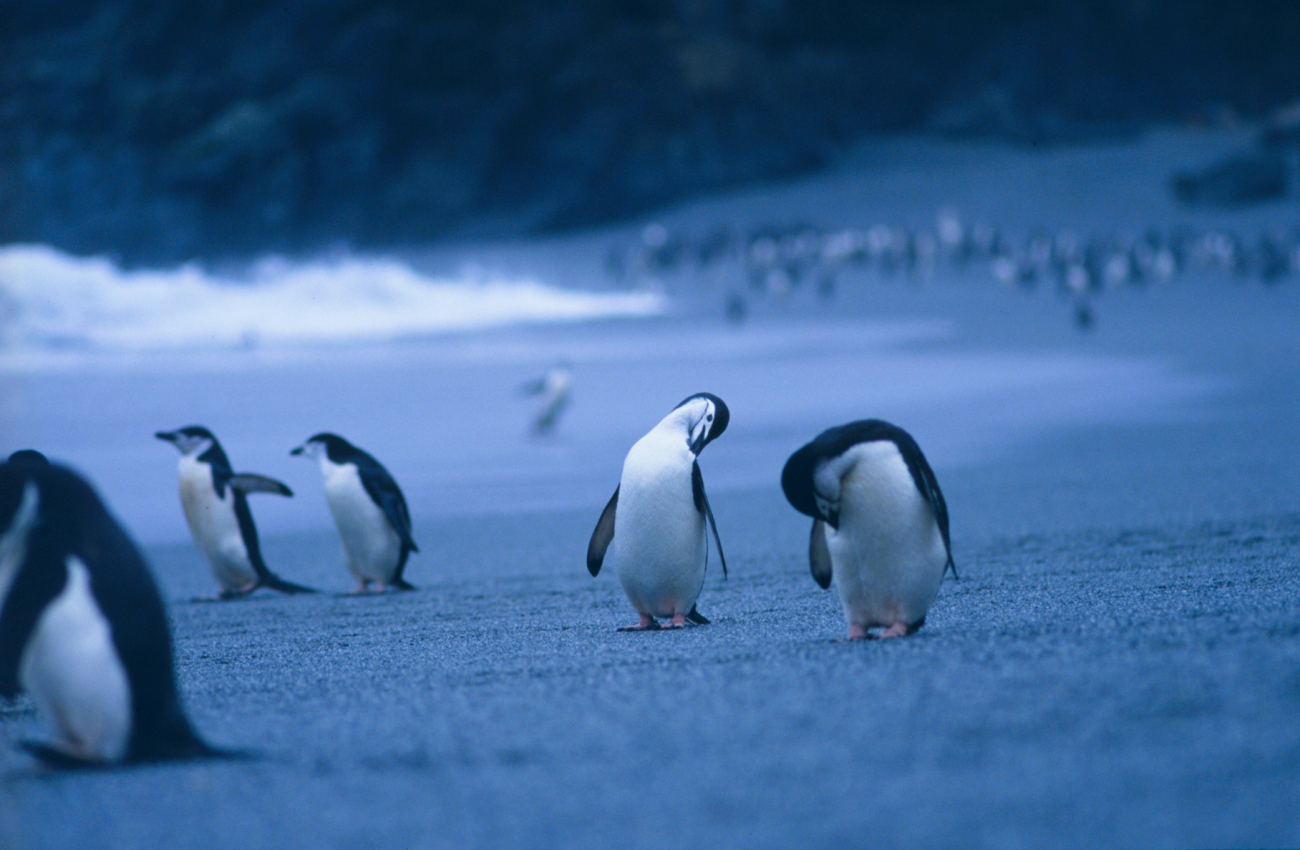 Chinstrap penguins on beach
