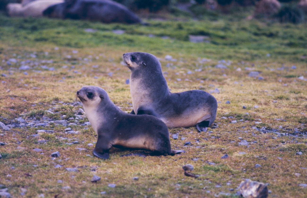 Fur Seals at Fortuna Bay