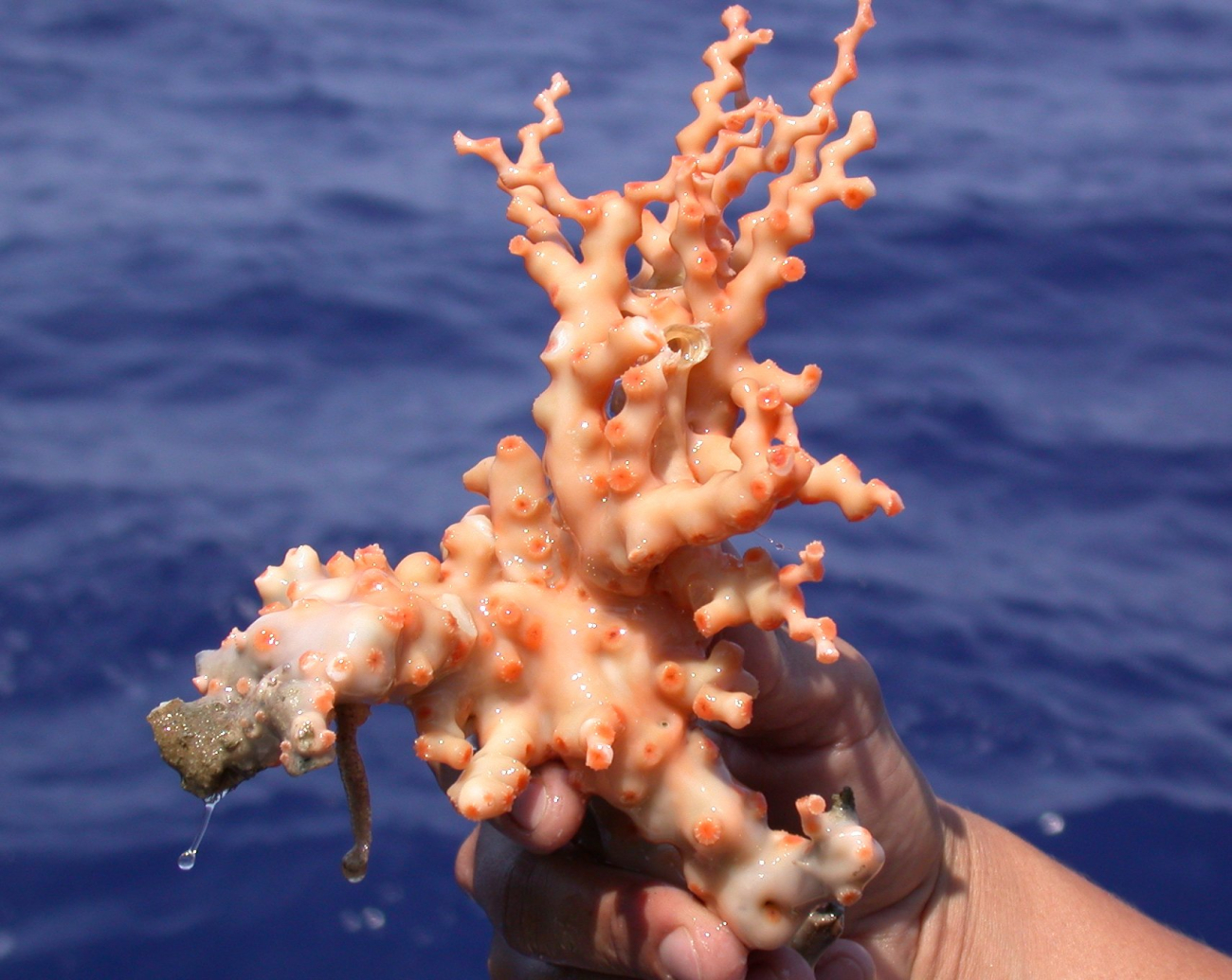 This beautiful pale orange coral was collected at the Lophelia coral banks