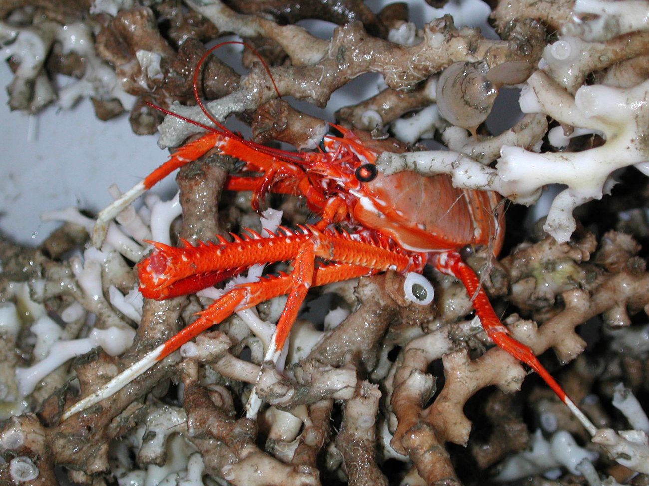 This galatheid crab, commonly known as a squat lobster, was brought aboard theR/V SEWARD JOHNSON