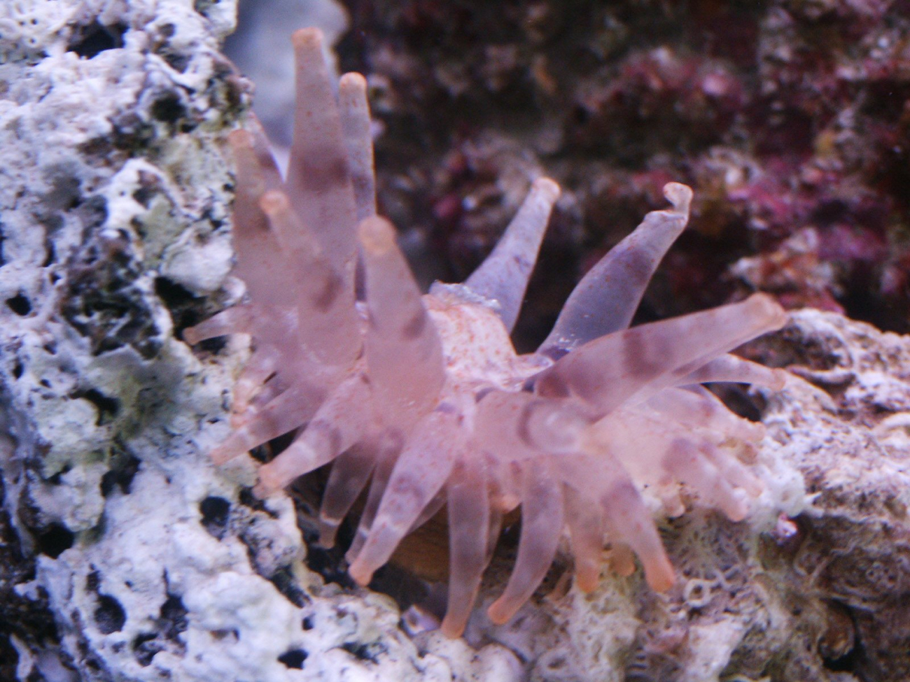 This sea anemone collected during the mission sits insidethe onboard aquarium of the R/V Seaward Johnson