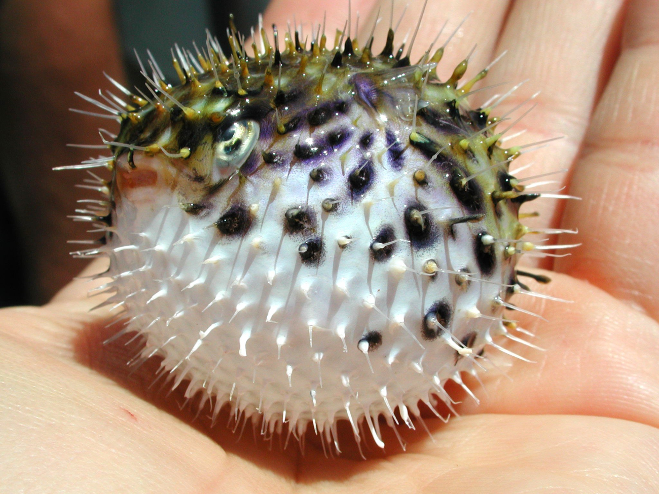This tiny spiny puffer fish was caught in a neuston net tow