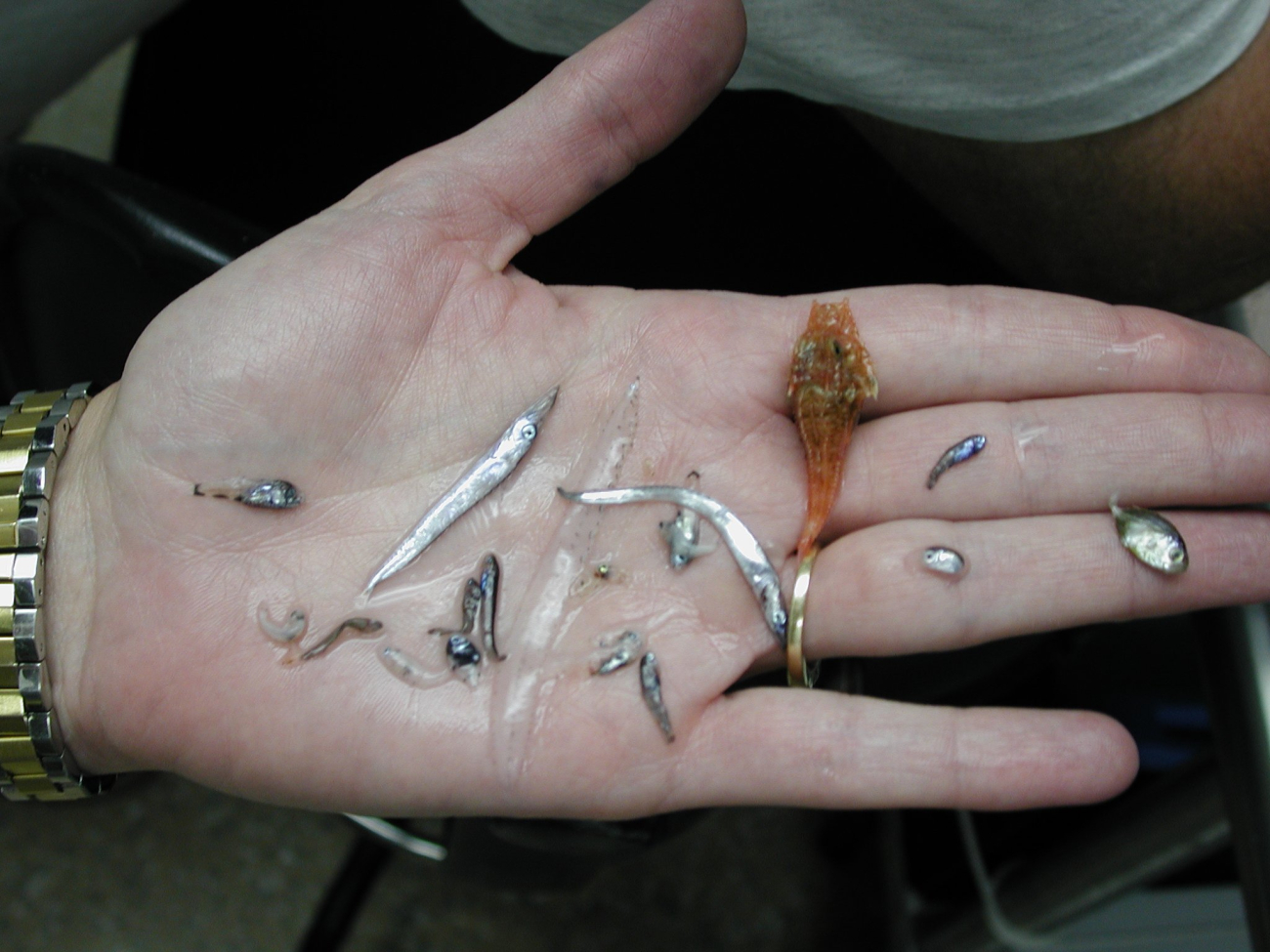 Fish specimens collected by the Tucker Trawl, a type of net that was deployedmost nights after sunset