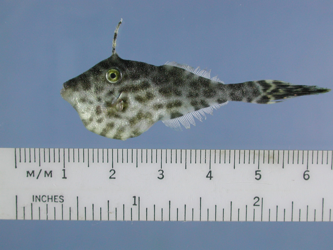 A juvenile scrawled filefish (Aluterus scriptus) found within the mass ofsargassum
