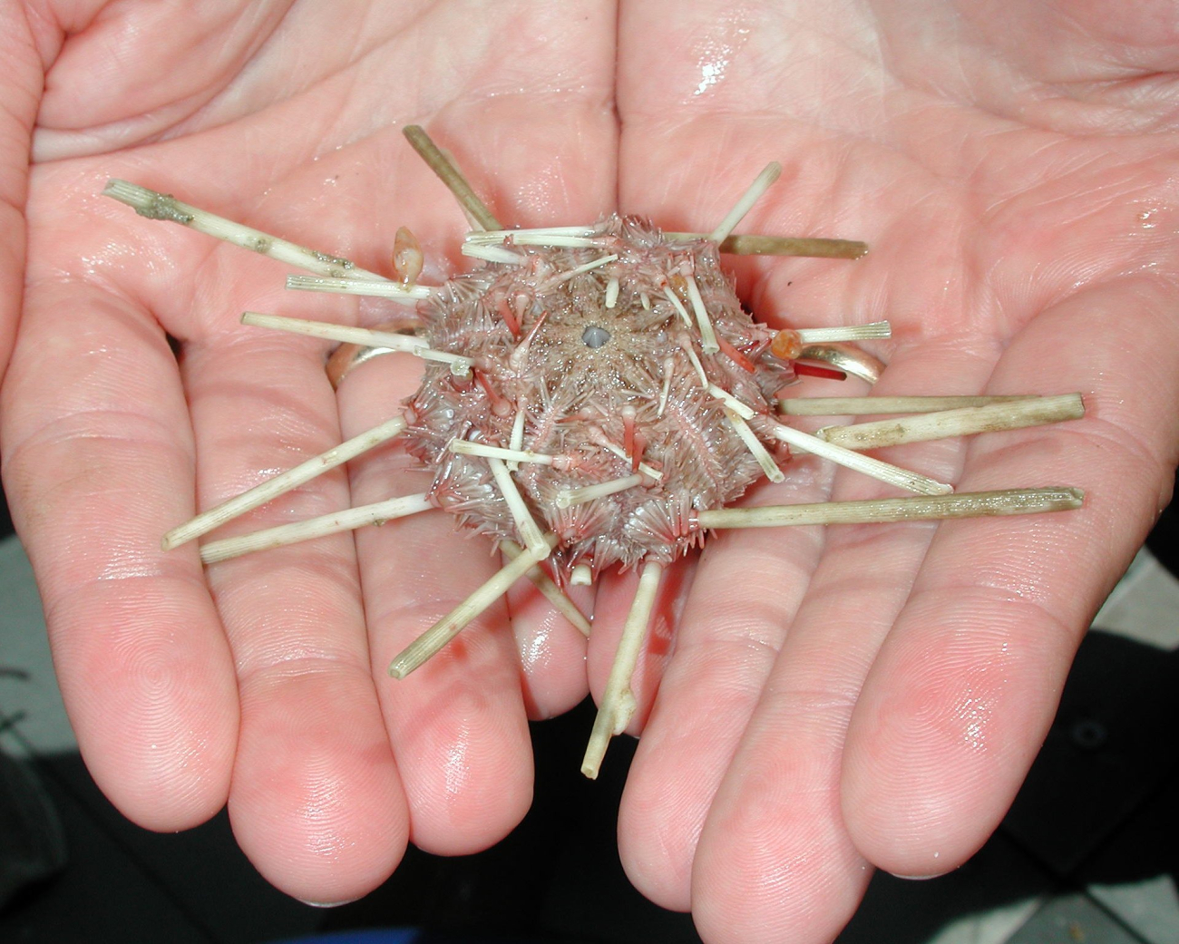 This pencil urchin was brought up from the deep ocean using an Otter trawl