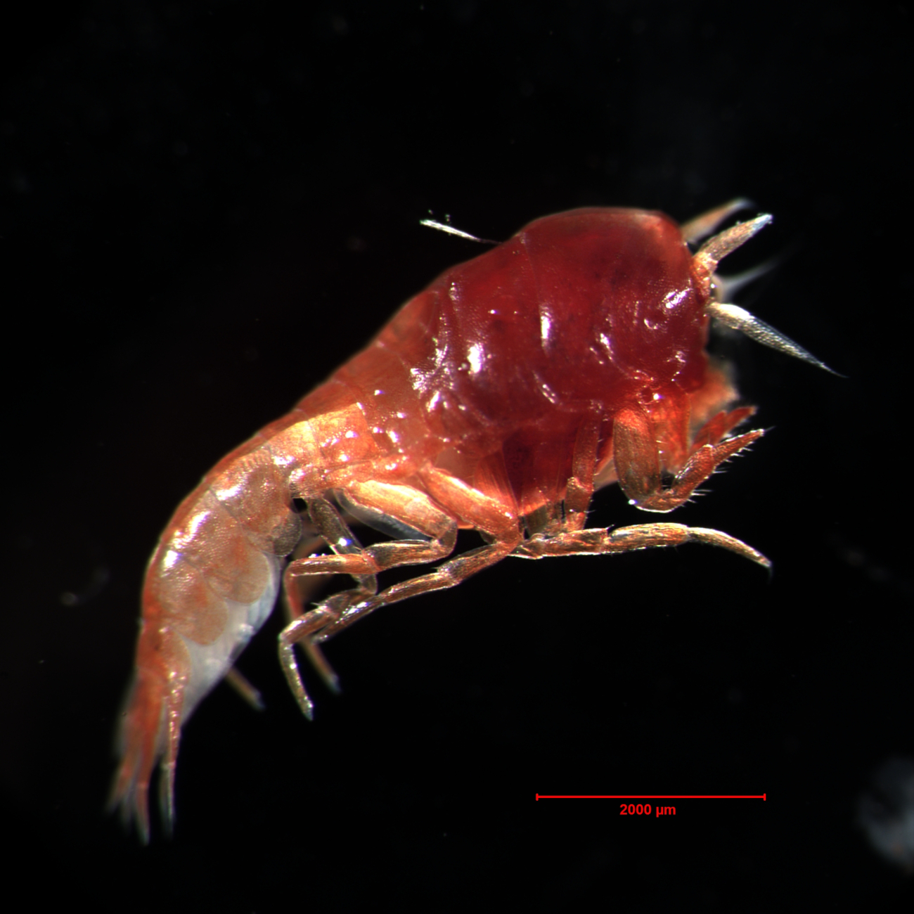 An unknown species of commensal amphipod captured below1000 meters with the multinet