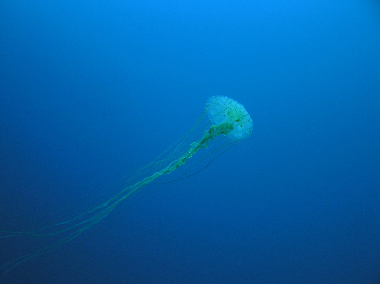 Chrysaora, a large jellyfish, drifts underneath the Arctic ice
